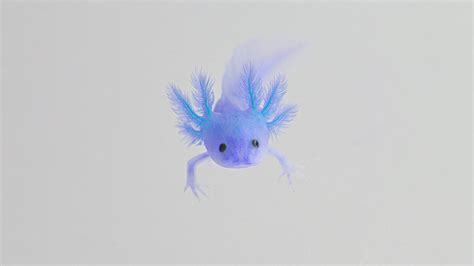 An Introduction To Axolotl Genetics Blog Axolotl Planet