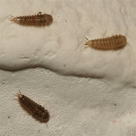 Staphylinidae Larvae Sepedophilus Bugguidenet
