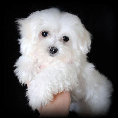 The maltese poodle mix has only become popular in the last few decades. Funniest Maltipoo Puppies Pics Galerry - Pictures Of Animals 2016