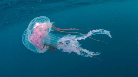 The Jellyfish That Never Dies Bbc Earth