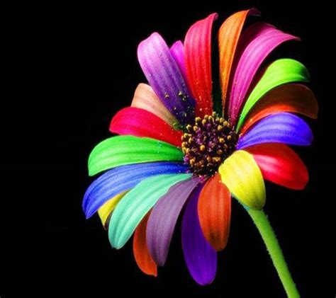 Colourful Flower Hd wallpaper by __JULIANNA__ - f9 - Free on ZEDGE™