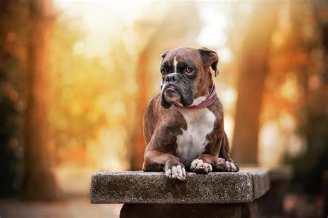 Top Model Boxer Dog Photograph By Tamas Szarka