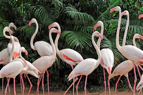 Group Of Pink Flamingos Flamingo Animals In Wild Life Environment