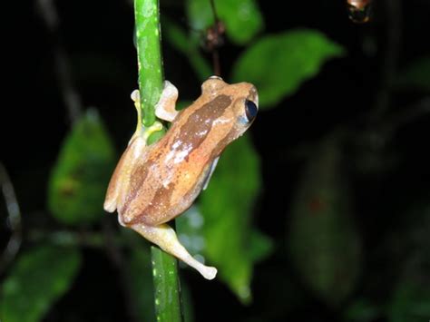 Osorios Spiny Reed Frog Afrixalus Osorioi · Inaturalist