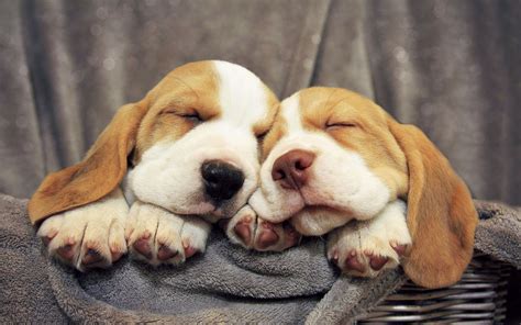 Review how much basset hound puppies for sale sell for below. Basset hound puppies sweetly sleeping wallpapers and images - wallpapers, pictures, photos