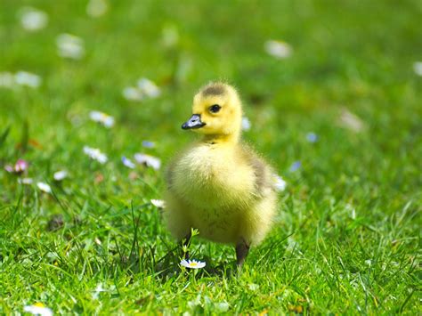 Fluffy Baby Goose Wallpaper Iphone Android And Desktop Backgrounds
