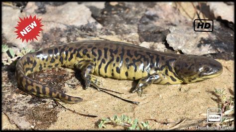 Eastern Tiger Salamander Care And Setup Youtube