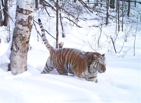Siberian Tiger Tracking Tour To Russia Royle Safaris 2 Mammal Watching