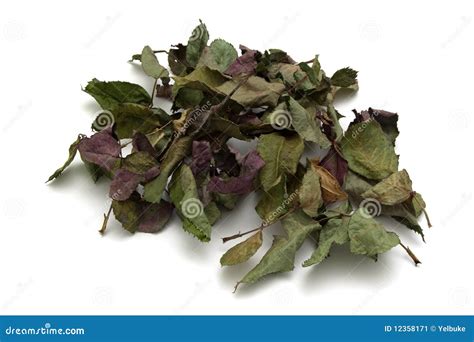 Wilted Leaves Stock Image Image Of Dried Environment 12358171