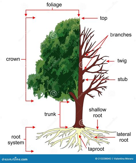 Anatomía Del árbol O Estructura De Un árbol Stock De Ilustración Ilustración De Brote Hoja