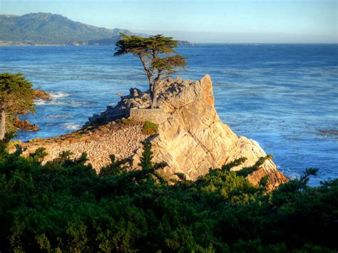 Lone Cypress 2 The Lone Cypress Tree In Pebble Beach Ca Djpsyber