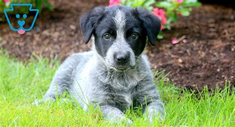 Nacho Australian Cattle Dog Blue Heeler Puppy For Sale