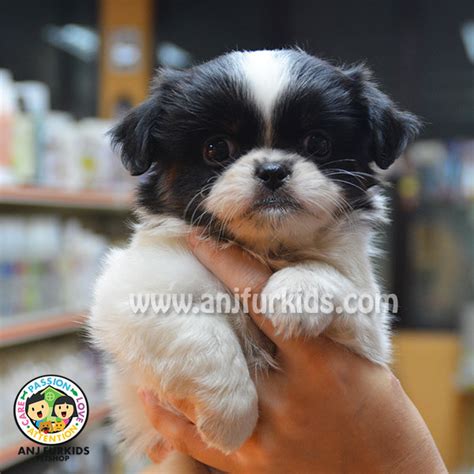 Shih Tzu Japanese Chin Puppy Sold 2 Months Shih Tzu Mix Japanese