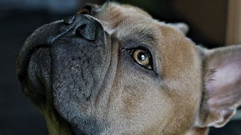 French Bulldog Dry Nose Causes Cures And Prevention Petskb