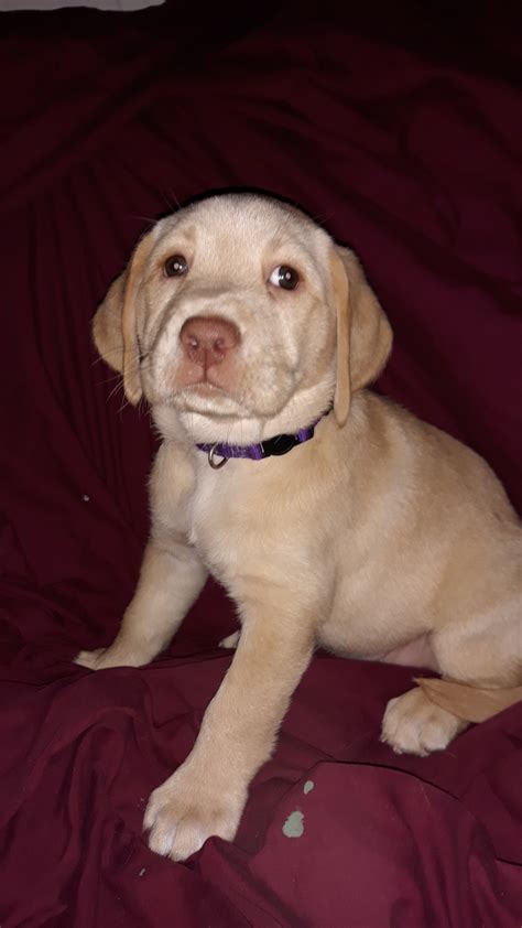 Labrador Retriever Puppies For Sale Southampton Township Nj 314184
