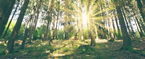 Sun Shines Through The Trees In The Pine Forest Stock Photo Image Of