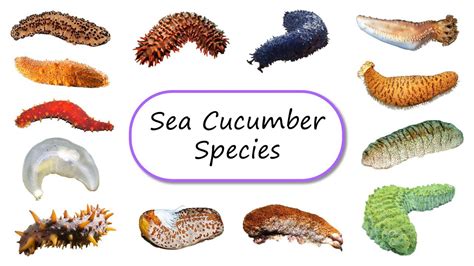 Sea Cucumbers Species Fun List Of Sea Cucumbers Leo And Lia Story