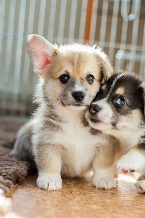 Learn how to choose the best dog foods for your corgis. The 25+ best Corgi pups ideas on Pinterest | Cute corgi ...