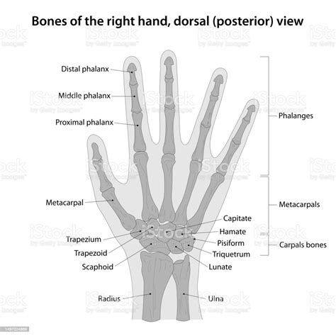 Ilustración De Huesos De La Mano Derecha Vista Dorsal Y Más Vectores