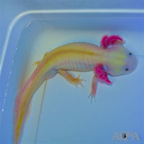 Gfp Leucistic Axolotl Ambystoma Mexicanum Aqua Imports