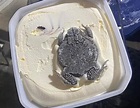 開蓋冰淇淋驚見「整隻蟾蜍」被冰封！ 網驚嚇：不愧是雪蛤糕 - 花生時報