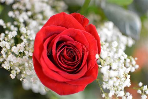 Red Rose With Baby S Breath Stock Photo Image Of Baby Love 58528476