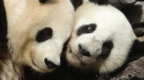 Giant Panda Is No Longer Endangered Experts Say