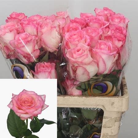 Rose Boulevard Ecuador 50cm Wholesale Dutch Flowers Florist