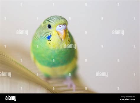Australian Parrot Hi Res Stock Photography And Images Alamy