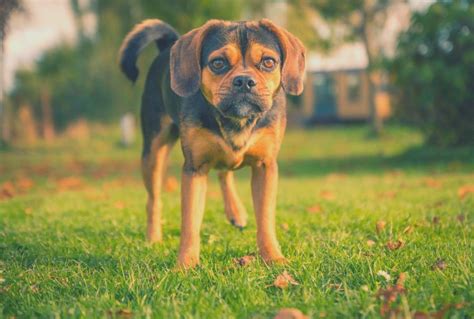 Puggle Price What You Should Expect To Pay To Get And To Own One