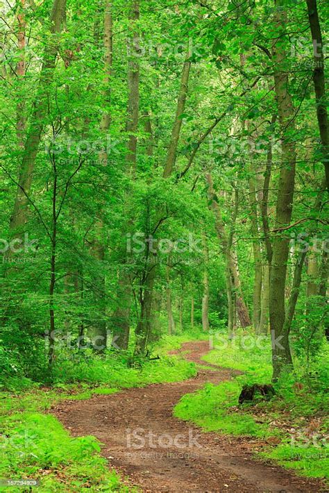 Winding Forest Path Stock Photo Download Image Now Muritz National
