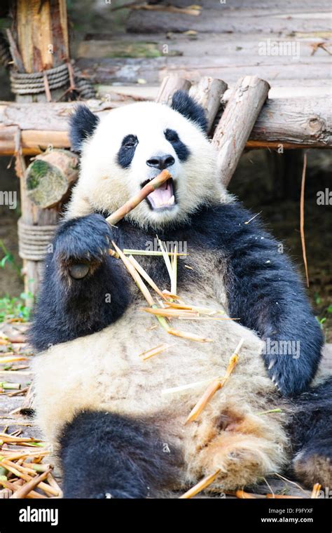 Pandasthe Chengdu Panda Breeding Research Centrechengdusichuan