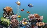 share for free: Sachs Marine Aquarium Screen Saver
