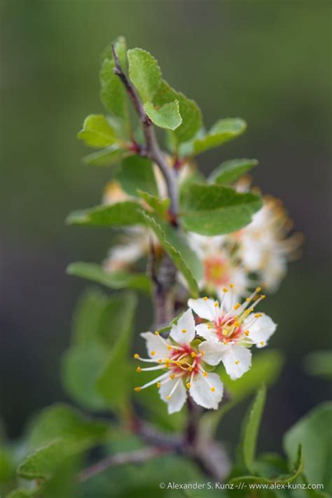 Prunus Fremontii Desert Apricot Alexander S Kunz Photography
