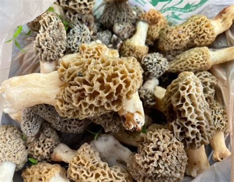 Hunting For Morels Morel Mushroom Season West Virginia Outsider