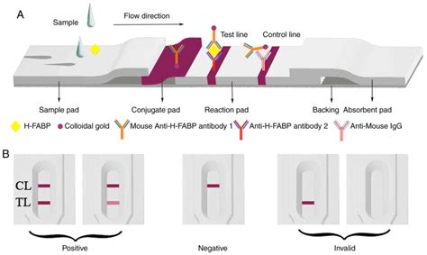 Rapid Detection Of Human Hearttype Fatty Acidbinding Protein In Human Plasma And Blood Using A