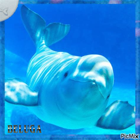 Beluga Picmix