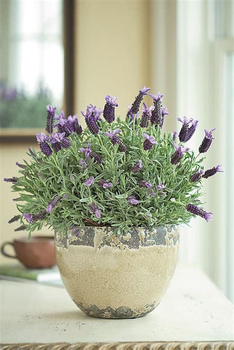 How to propagate lotus plant from cuttings? How To Care For Potted Lavender - Flower Press