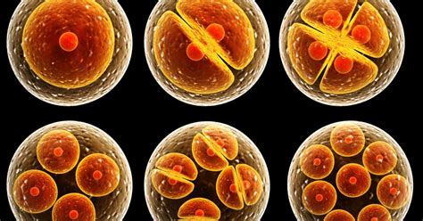 What's the difference between animal cell and plant cell? The cell: Types, functions, and organelles