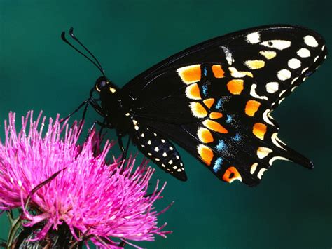 Free Wallpapers Small And Cute Butterflies Hd Wallpapers
