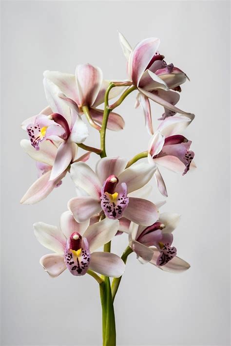 How To Grow Orchids Indoors Better Homes And Gardens