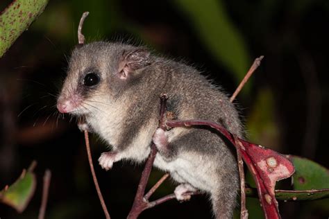 Fact File Eastern Pygmy Possum Cercartetus Nanus Australian Geographic