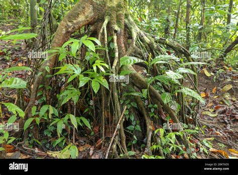 Branched Root System Of A Tropical Tree In The Rainforest Roots
