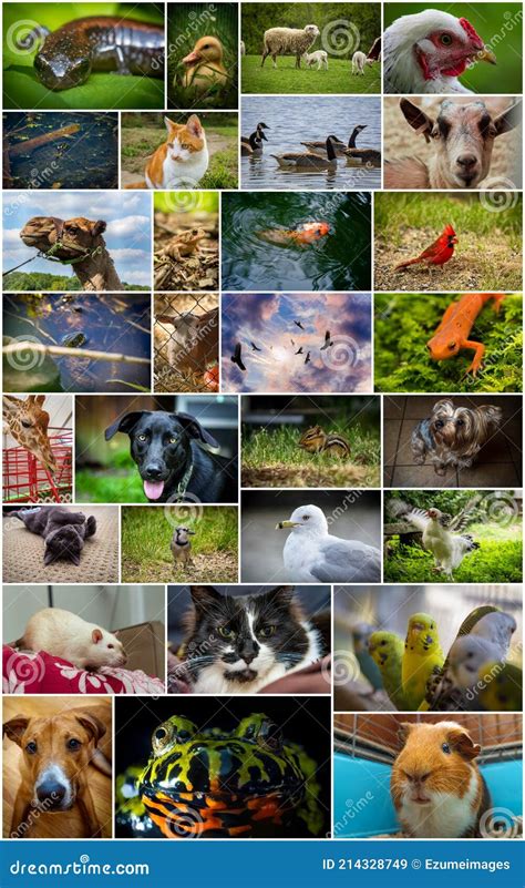 Collage Of Pets Isolated On White Background Stock Photography