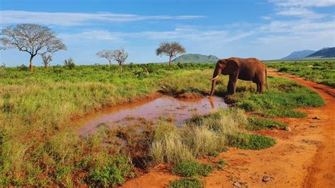 Tsavo East National Park Exposure Africa Safari