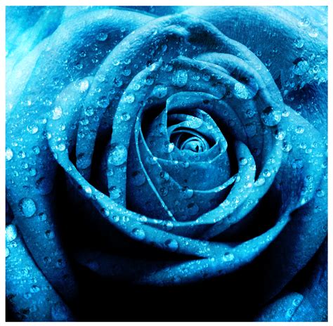73 Blue Roses Background On Wallpapersafari