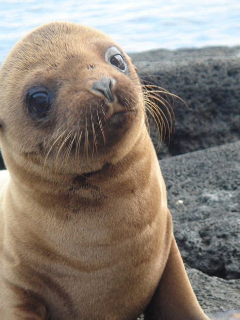 14 Ideas De Animales Del Mar Animales Animales Marinos Fotos De