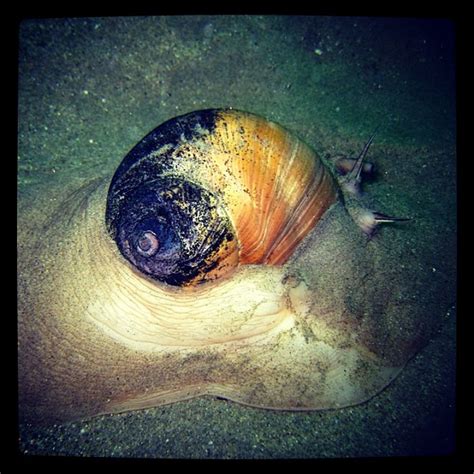 Did You Know That The Largest Living Marine Snail In The World Is Found