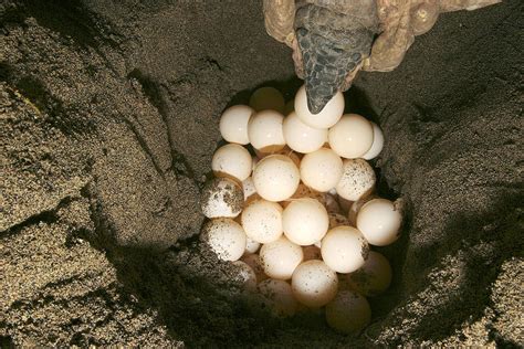 Green Turtle Laying Eggs Photograph By M Watson Pixels