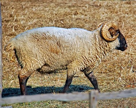 Ram Sheep Horns Free Photo On Pixabay